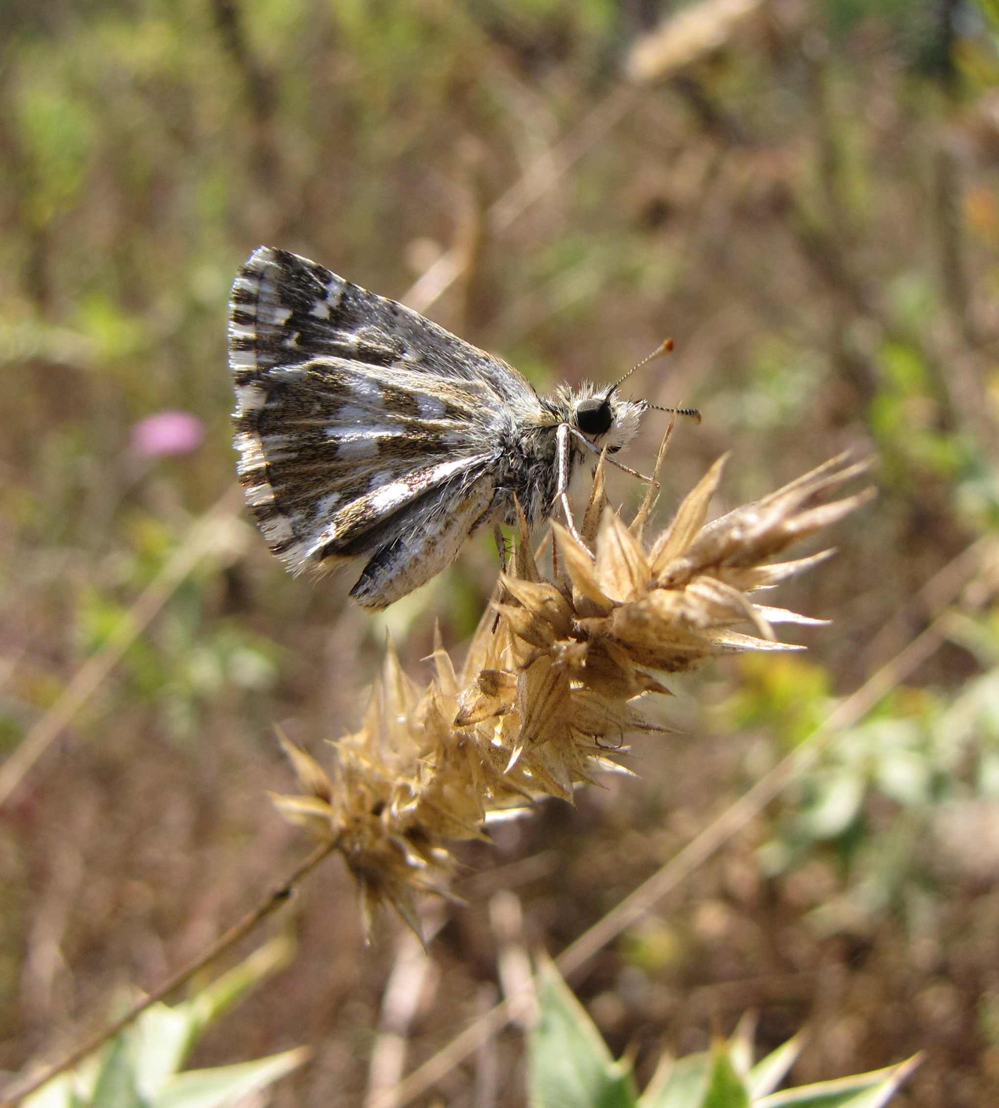 Pyrgus malvae?